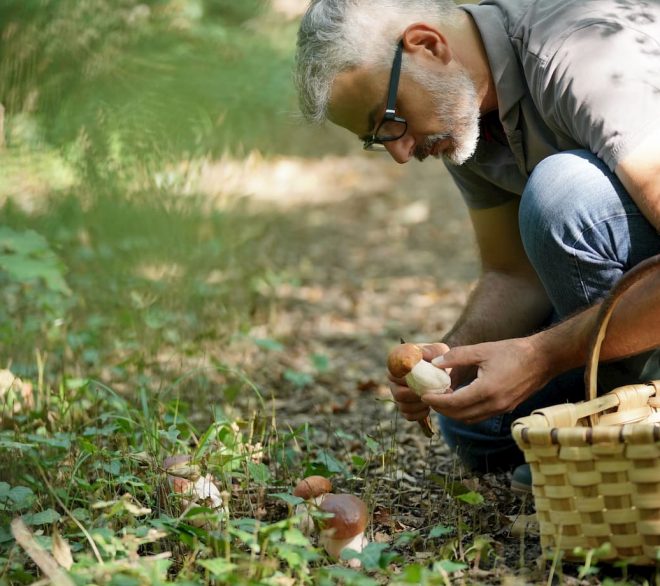 Les champignons : loisir, plein air et gastronomie