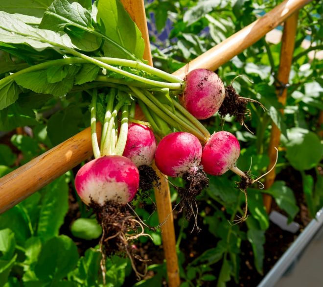 Potager + ville = mode d’emploi