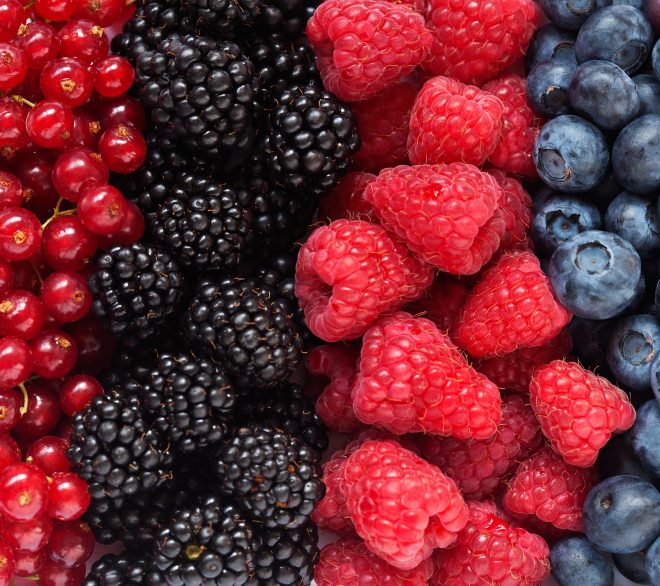Le temps des petits fruits québécois