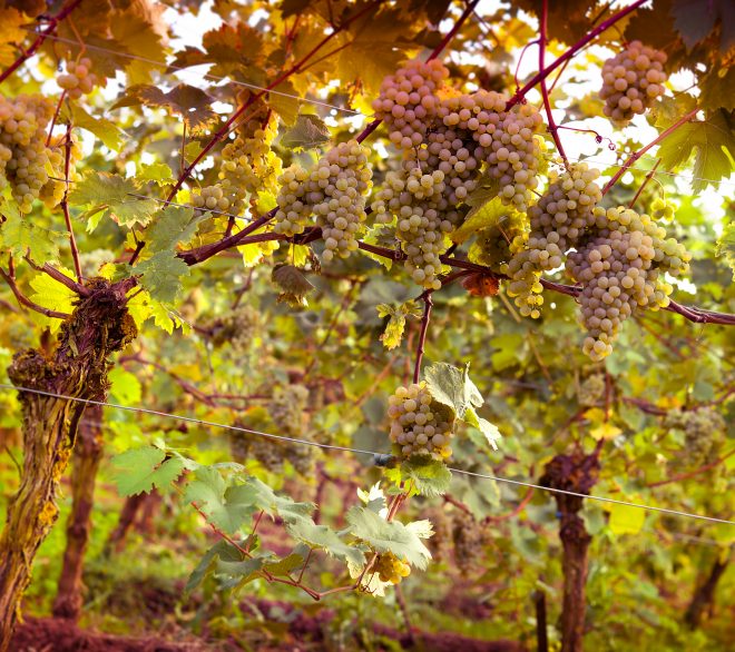 Les routes du Vin dans le Monde