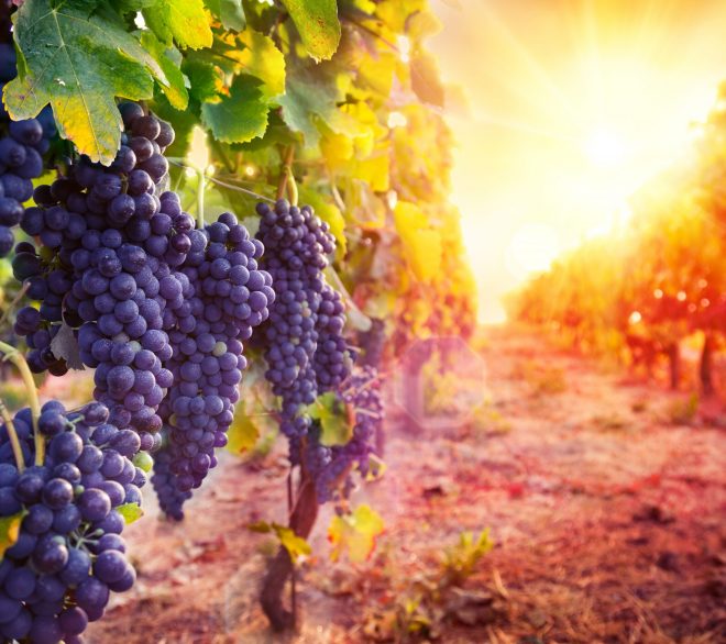 On a besoin des vignobles et les vignobles ont besoin de nous